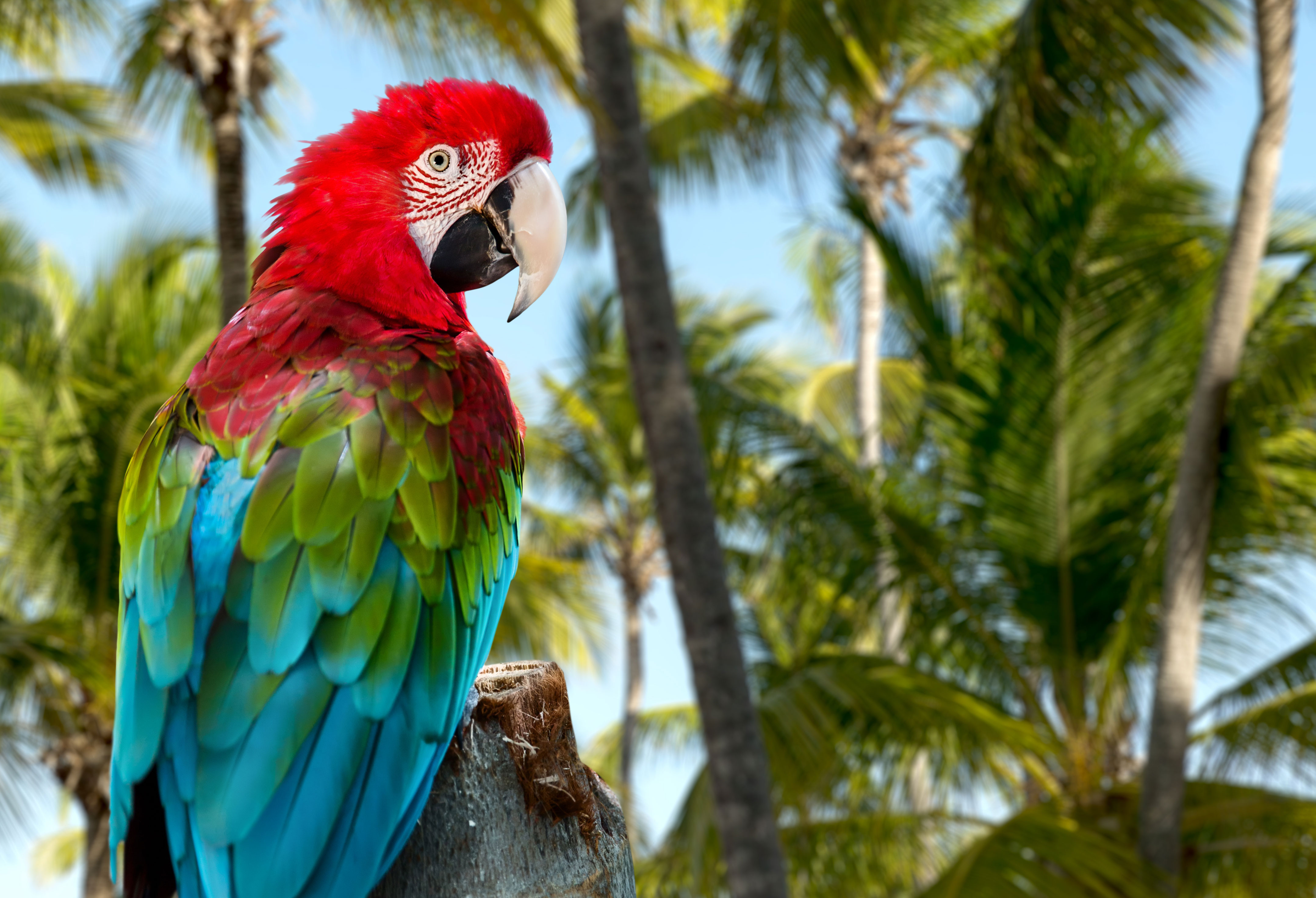 Punta Cana, Dominikanska Republiken